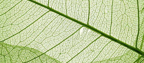 Feuille plantes-feuilles-petioles_1_0_3